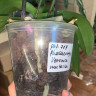 Орхидея Phal. Veronica mutation (отцвел, РЕАНИМАШКА*) 