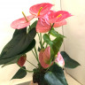 Anthurium  Colorado (отцвел)