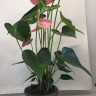 Anthurium  Colorado (отцвел)