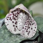 Орхидея Paphiopedilum bellatulum (еще не цвёл)