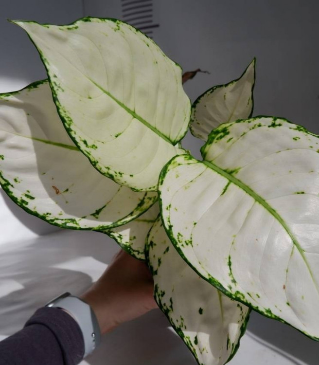 Aglaonema Super White (УЦЕНКА)