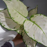 Aglaonema Super White (УЦЕНКА)