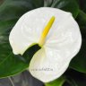 Anthurium Sharade White