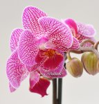 Орхидея Phalaenopsis  mini