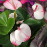 Anthurium Princess Amalia Elegance (отцвел)