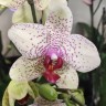 Орхидея Phalaenopsis Fantasy