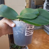 Орхидея Phalaenopsis Pirate Picotee peloric (отцвел, РЕАНИМАШКА)