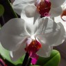 Орхидея Phalaenopsis Red Lip (отцвел)