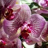 Орхидея Phalaenopsis Mansion 
