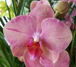Орхидея Phalaenopsis Singalong