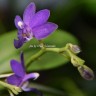 Орхидея Dtps Purple Martin 'Blue Star' (еще не цвёл)