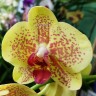 Орхидея Phalaenopsis Pulsation 
