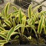 Орхидея Cattleya Moscombe variegata leaves (отцвела)   