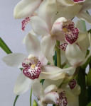 Орхидея Cymbidium   