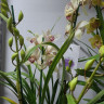 Орхидея Cymbidium   