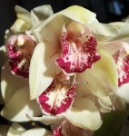 Орхидея Cymbidium   
