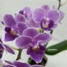 Орхидея Phalaenopsis Violet Queen, mini 