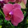 Орхидея Phalaenopsis, midi 