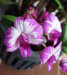 Орхидея Dendrobium Enobi Purple Splash (отцвёл) 