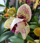 Орхидея Phalaenopsis Fata Morgana 