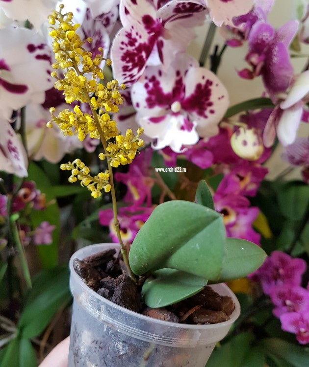 Орхидея Oncidium pumilum (отцвел)