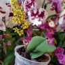 Орхидея Oncidium pumilum (отцвел)