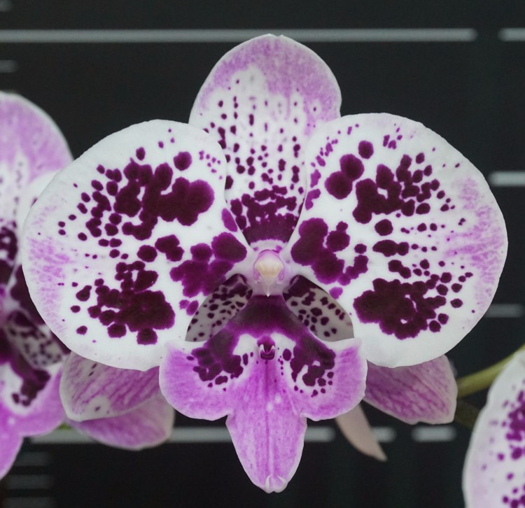 Орхидея Phalaenopsis Miki Dancer ’14’