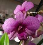 Орхидея Dendrobium  