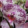 Орхидея Phalaenopsis           