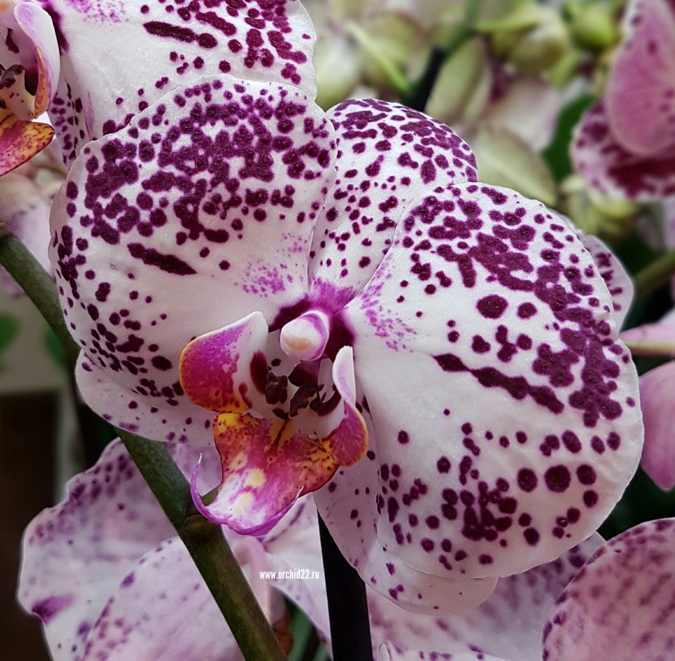 Андорра орхидея фото описание