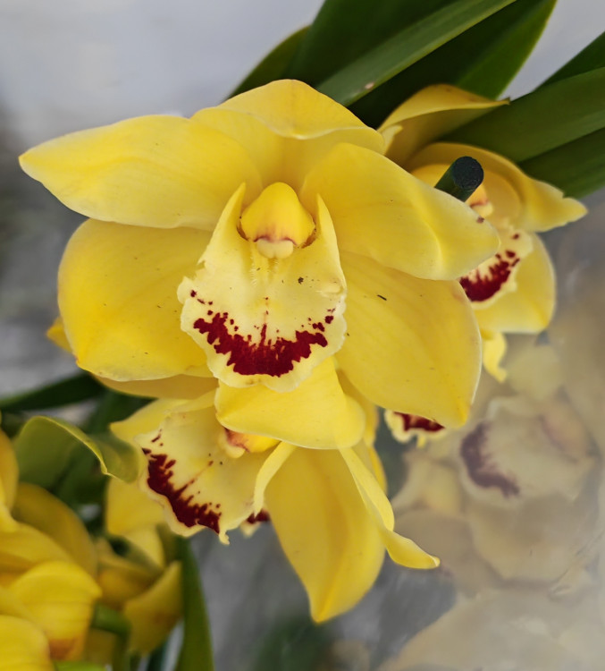 Орхидея Cymbidium 