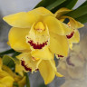 Орхидея Cymbidium 