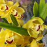 Орхидея Cymbidium 