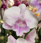 Орхидея Phalaenopsis Big Lip       