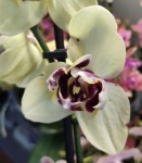 Орхидея Phal. Albufeira peloric 3 lips (цветет, УЦЕНКА)