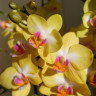 Орхидея Phalaenopsis Sweet Girl, midi        