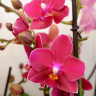 Орхидея Phal. Perfumе Dazzling Devil, multiflora (наращивает бутоны)