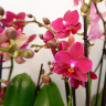 Орхидея Phal. Perfumе Dazzling Devil, multiflora (наращивает бутоны)