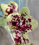 Орхидея Phalaenopsis