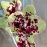 Орхидея Phalaenopsis