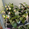 Орхидея Phalaenopsis Mini Mark 