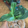 Орхидея Phal. Perfumе Valkion, multiflora (отцвел, РЕАНИМАШКА)