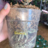 Орхидея Phal. Perfumе Valkion, multiflora (отцвел, РЕАНИМАШКА)