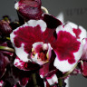 Орхидея Phalaenopsis Black Magic (цветет, УЦЕНКА*)