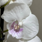 Орхидея Phalaenopsis Sky, Big Lip (отцвел, РЕАНИМАШКА)