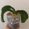 Орхидея Phalaenopsis Pirate Picotee peloric (отцвел, РЕАНИМАШКА) 