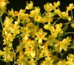 Орхидея Oncidium Twinkle Yellow Fantasy 