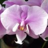 Орхидея Phalaenopsis  Saint Andre 'Pink Butterfly' (отцвёл)