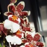 Орхидея Colmanara (отцвела)