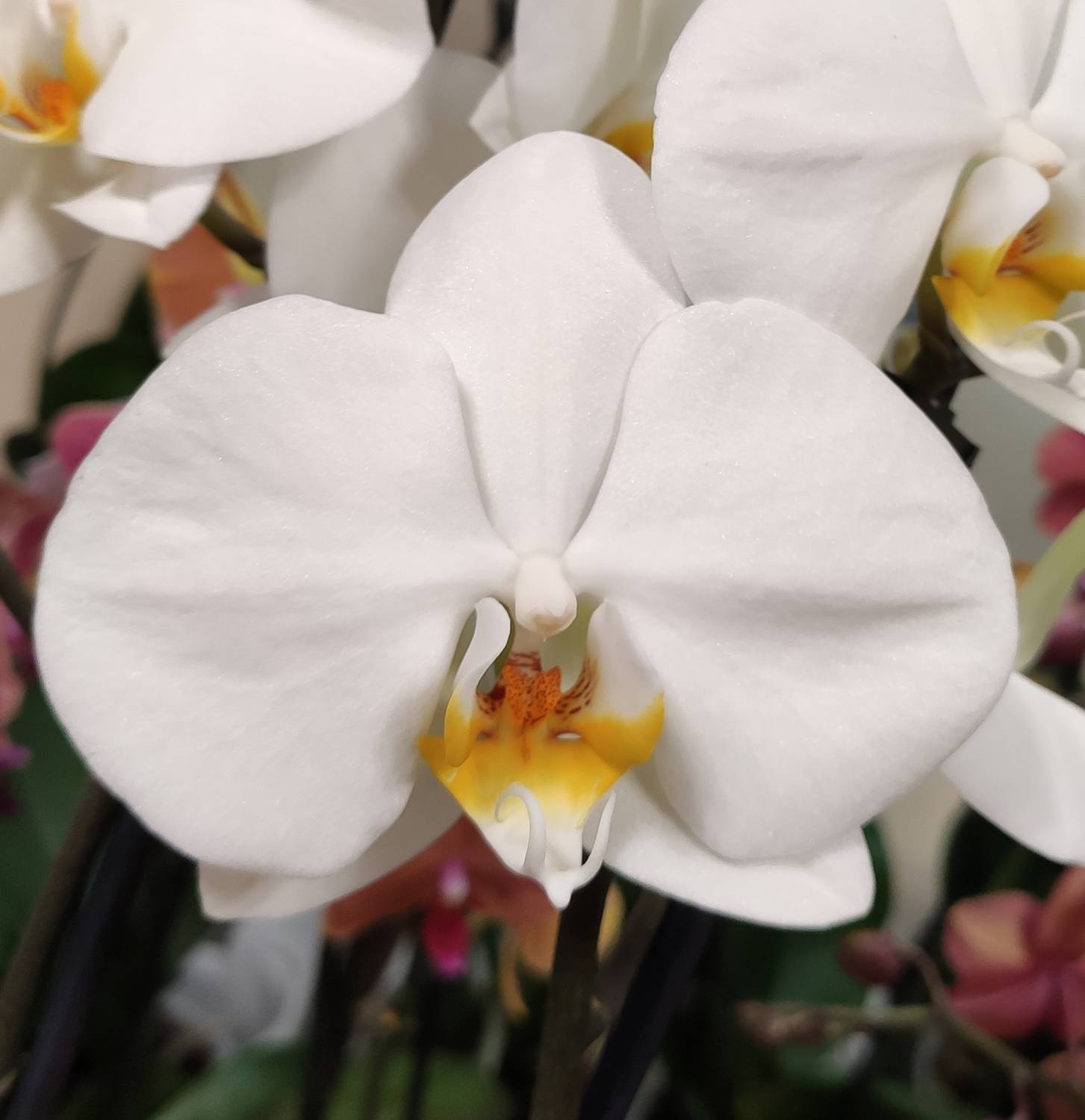 орхидея лондон
